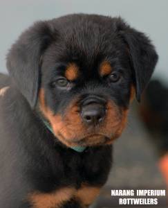 NINHADA DISPONVEL DE ROTTWEILERS