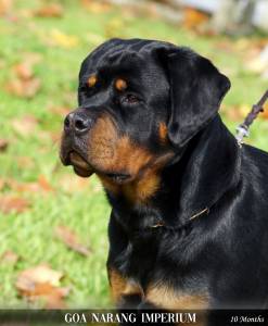 NINHADA DISPONVEL DE ROTTWEILERS