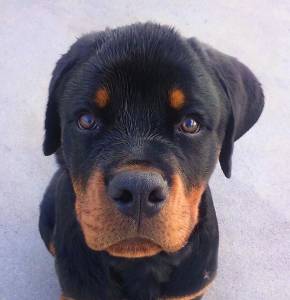 NINHADA DISPONVEL DE ROTTWEILERS