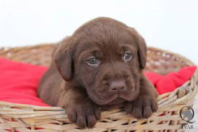 Labrador Retriever Castanhos