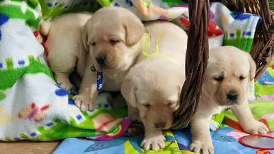 LABRADORES COM PEDIGRE DE  ALTA QUALIDADE