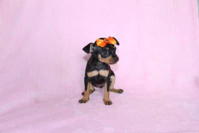 Pinscher Miniatura