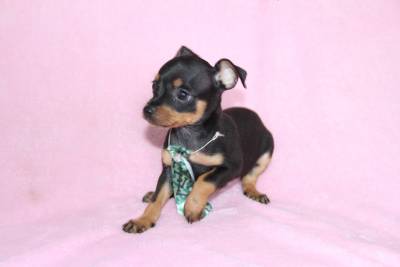 Pinscher Miniatura