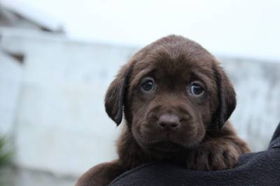 Labrador Retriever Castanhos