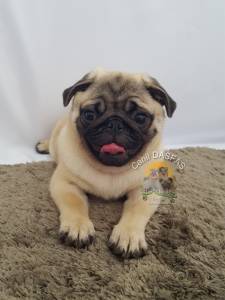 Belo Filhote de Pug Macho