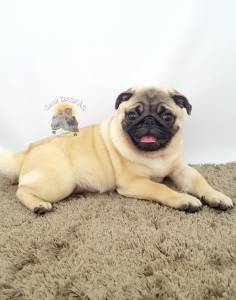 Belo Filhote de Pug Macho