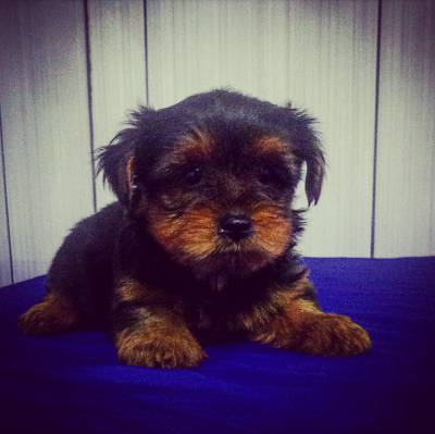 Lindo Filhote Macho de Yorkshire Terrier