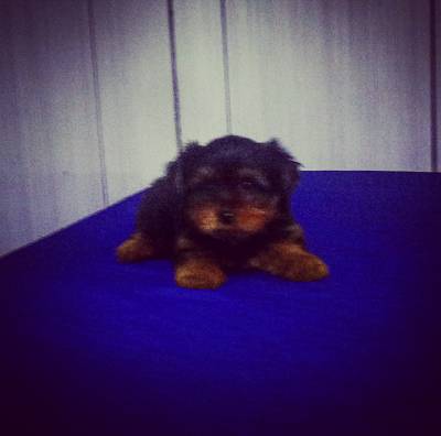 Lindo Filhote Macho de Yorkshire Terrier