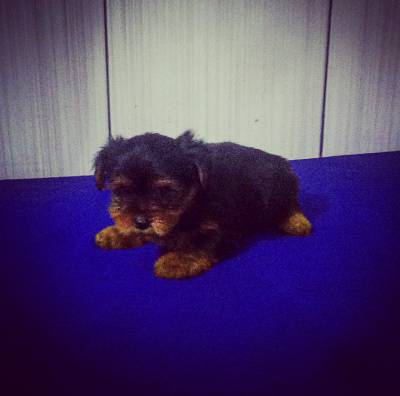Lindo Filhote Macho de Yorkshire Terrier
