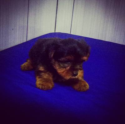 Lindo Filhote Macho de Yorkshire Terrier