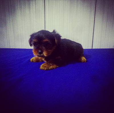 Lindo Filhote Macho de Yorkshire Terrier