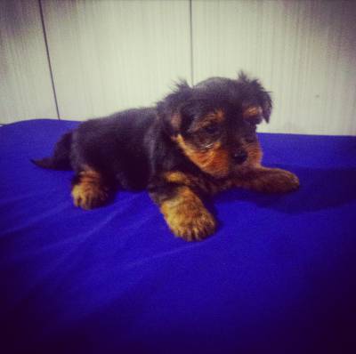 Lindo Filhote Macho de Yorkshire Terrier