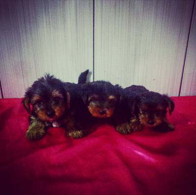 Lindas Filhotes Fmeas de Yorkshire Terrier