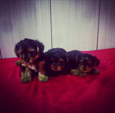 Lindas Filhotes Fmeas de Yorkshire Terrier