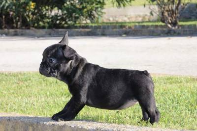 Bulldog frances c lop disponivel