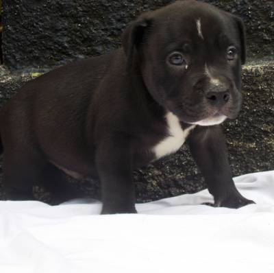 American bully