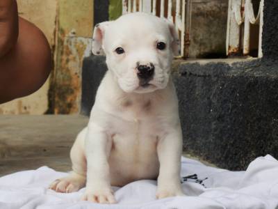 American bully