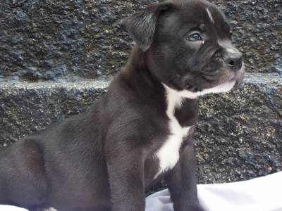 American bully