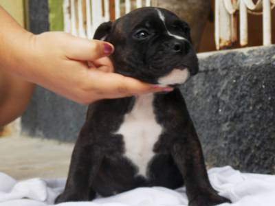 American bully