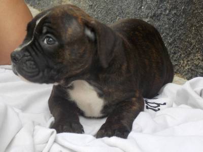 American bully