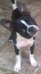 Filhotes de Boston Terrier