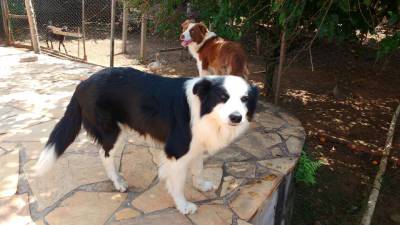 Border Collie