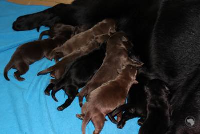 LABRADOR RETRIEVER CASTANHOS e PRETOS