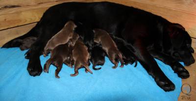 LABRADOR RETRIEVER CASTANHOS e PRETOS