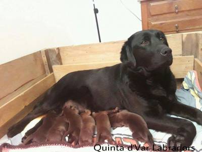 Labrador Retriever Castanhos e Pretos