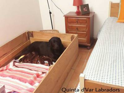 Labrador Retriever Castanhos e Pretos