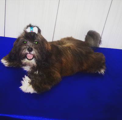 Filhote de Lhasa Apso Macho
