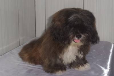 Filhote de Lhasa Apso Macho