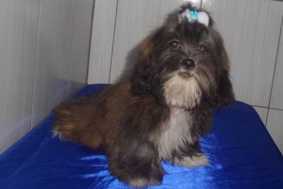 Filhote de Lhasa Apso Macho