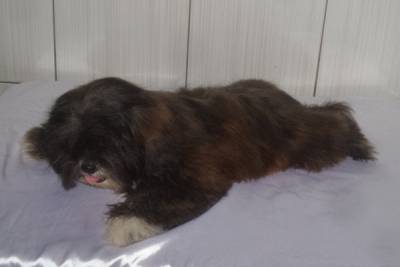Filhote de Lhasa Apso Macho
