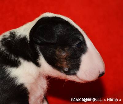 BULL TERRIER CABEA CURVADA