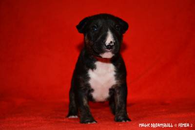 BULL TERRIER CABEA CURVADA