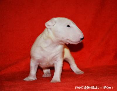 BULL TERRIER CABEA CURVADA