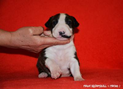 BULL TERRIER CABEA CURVADA