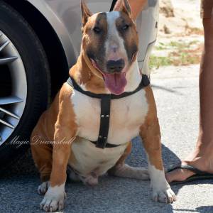 BULL TERRIER CABEA CURVADA