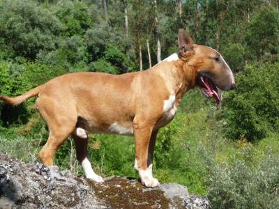 BULL TERRIER CABEA CURVADA