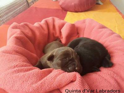 Labrador Retriever Castanhos e Pretos