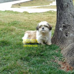lhasa apso filhotes a venda lhasa apso filhotes a venda