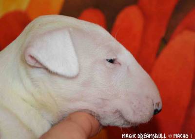 CACHORROS BULL TERRIER CABEA CURVADA