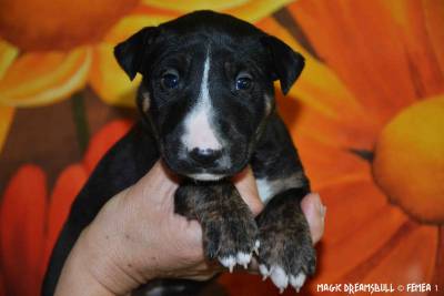 CACHORROS BULL TERRIER CABEA CURVADA