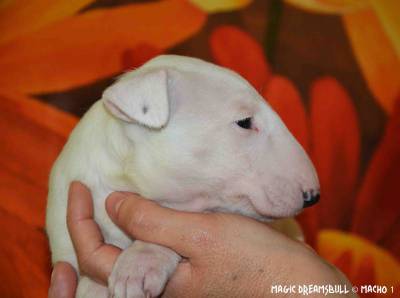 CACHORROS BULL TERRIER CABEA CURVADA