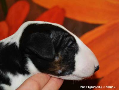 CACHORROS BULL TERRIER CABEA CURVADA