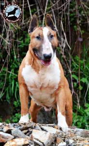 CACHORROS BULL TERRIER CABEA CURVADA