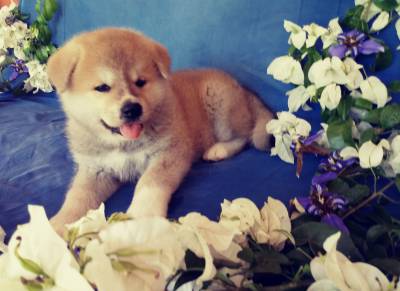 Filhotes de Akita Inu com pedigree CBKC