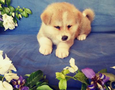 Filhotes de Akita Inu com pedigree CBKC