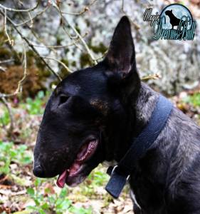 MACHO BULL TERRIER NEGRO PARA VENDA